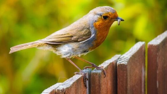 que significa que un pajaro se pose en tu ventana: las interpretaciones que sorprenden y la explicacion natural