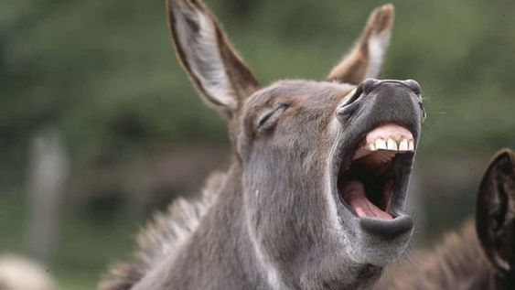 La carne de burro llegó a las carnicerías del país.