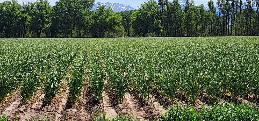 La expansión de los cultivos se localizan normalmente en zonas marginales de la producción agrícola.