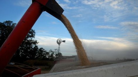 Brotes no tan verdes que exasperan - Por Javier  Alvarez