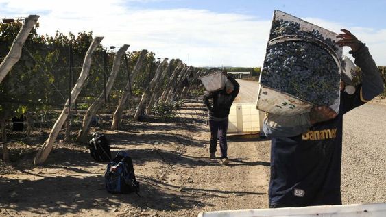 Por primera vez Mendoza y San Juan anunciaron un operativo conjunto de anticipo de cosecha, acarreo y elaboración de uvas con aptitud para mosto