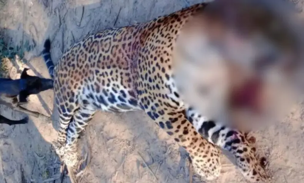 Condenaron a tres años de prisión en suspenso para el hombre que cazó un yaguareté en Formosa