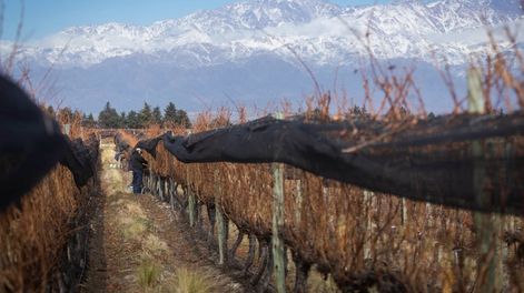Bodegas: otro cambio de matriz productiva - Por María Soledad González