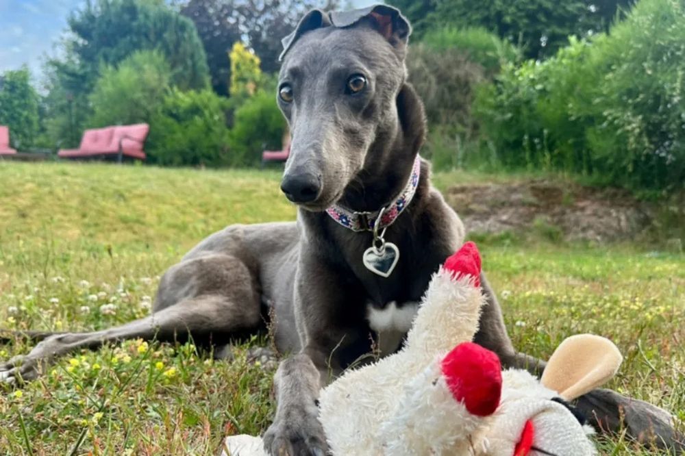 Kiki, la galga que no quiso perseguir el señuelo en las carreras y prefiere dormir en el sofá junto a su familia (2)