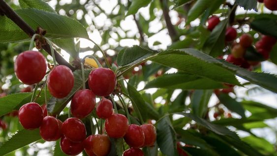 Producción de cerezas y nuevo sistema de protección para lluvia en la Finca Güizzo. Foto: Ignacio Blanco / Los Andes