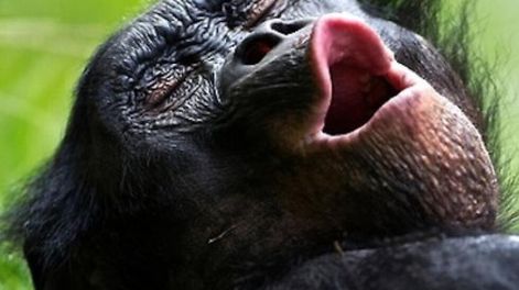 Bonobos: “monitos” con sentimientos humanos
