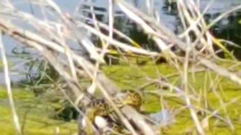 Una anaconda de 2 metros siembra el terror en un lago de Alemania