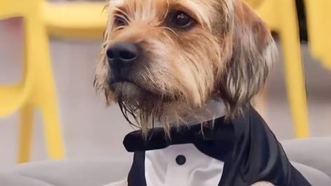Los Andes | Así está hoy Bigote, el perro de la edición chilena de GH
