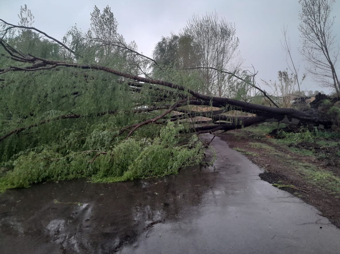 Debido a las fuertes ráfagas de viento se cayeron árboles por toda Mendoza. Debido a las fuertes ráfagas de viento se cayeron árboles por toda Mendoza.
