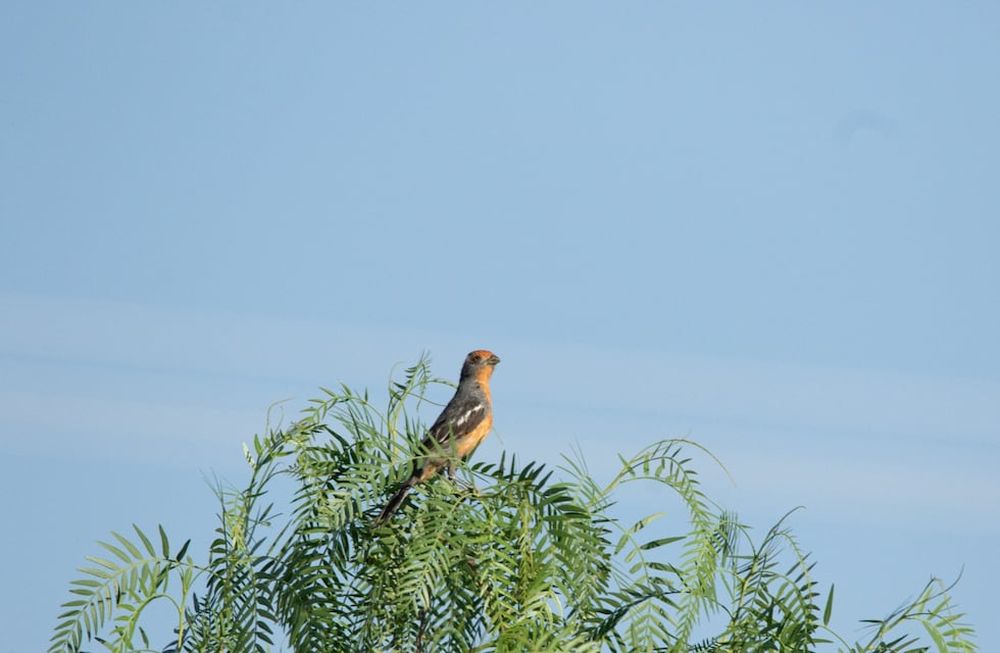 La Ciudad de Mendoza consolida el monitoreo de aves como estrategia de conservación ambiental