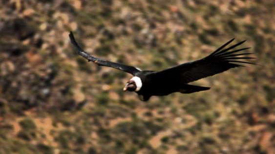 Altos en el cielo: impresionantes imágenes de una nueva edición del censo de cóndores andinos en Mendoza. Foto: Instagram @conservacioncondorandino