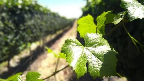 Mendoza tiene la primera bodega del país que emite bonos verdes comercializables en el mercado.