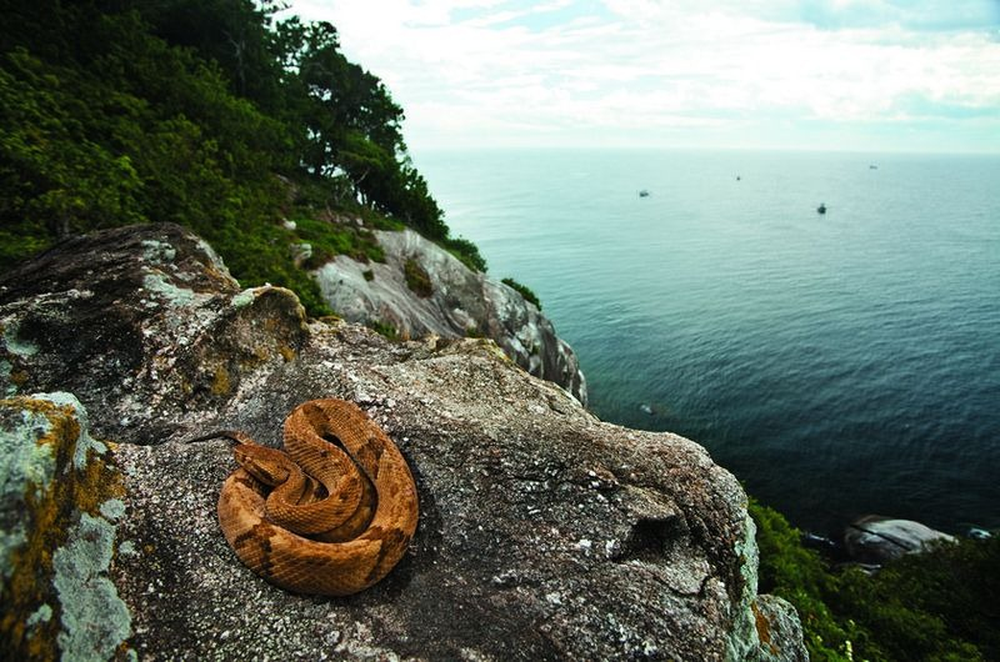 Asi es la Ilha da Queimada Grande, Isla de las Cobras, en Brasil.