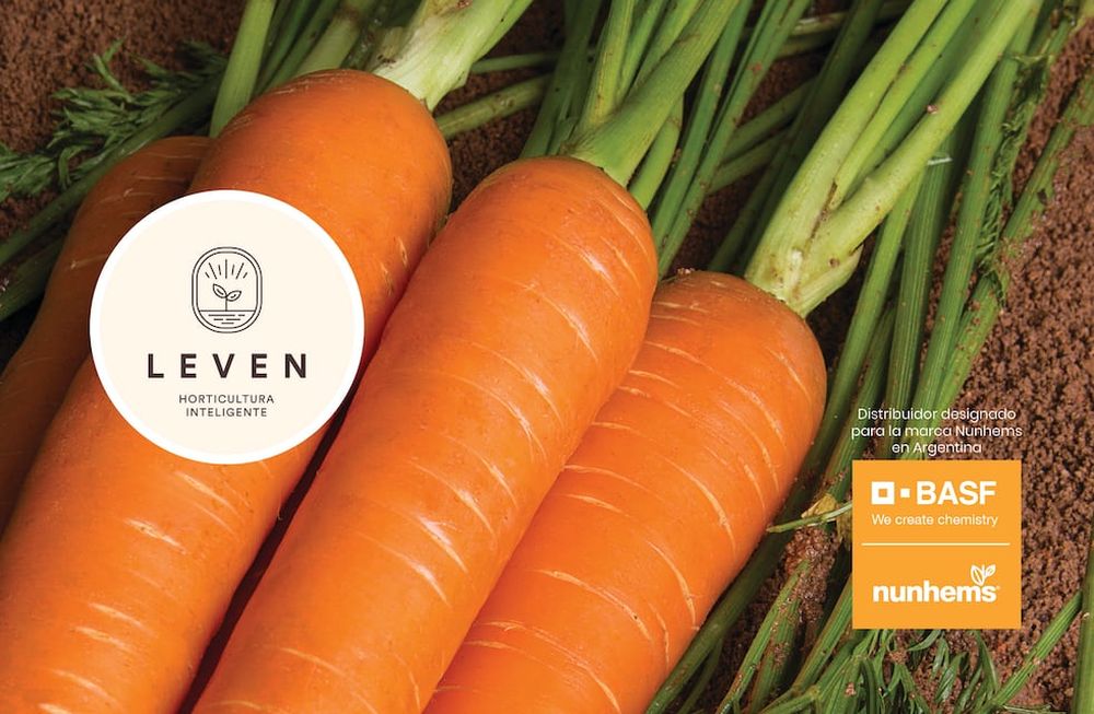 Leven, semillas híbridas con genética Nunhems - BASF