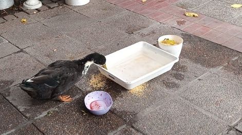 Juan, al pato del KM 0