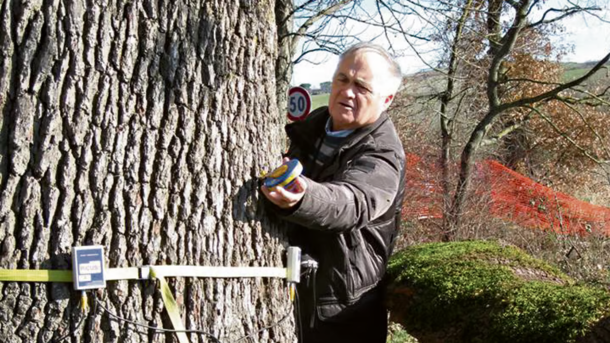 Pagaron durante generaciones por un árbol propio, descubrieron la verdad y terminó en pelea de vecinos