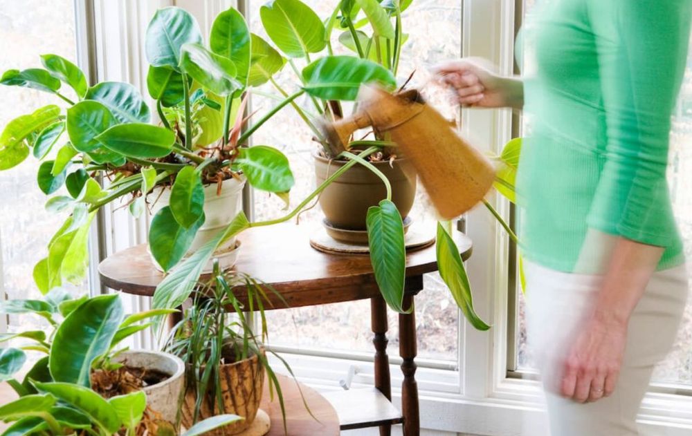 Las plantas de interior necesitan un cuidado diferente en invierno.
