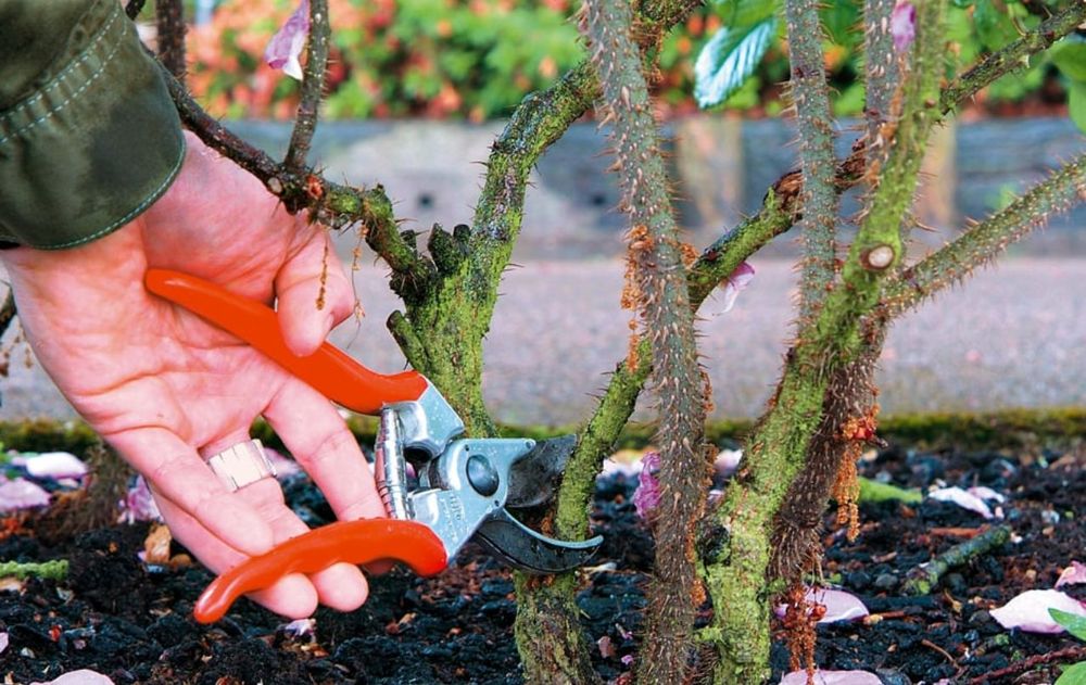 En poco tiempo, los rosales pueden recuperar vida, perfume y color dentro del jardín con los pasos esenciales.