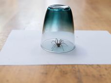 Estas medidas preventivas disminuyen la posibilidad de que las arañas vuelvan a instalarse en el mismo lugar.
