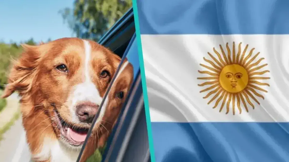 Cuáles son las 3 razas de perros más curiosas y extrañas que hay en Argentina.