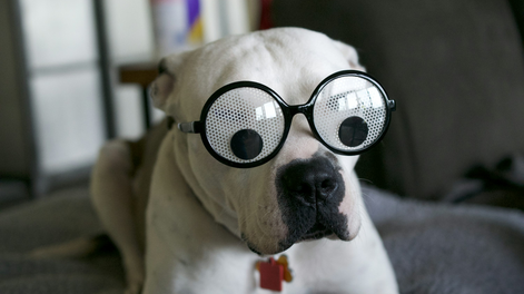 7 razas de perros más torpes y descoordinadas