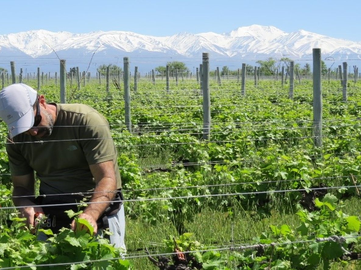 La vitivinicultura está atenta ante los nuevos&nbsp; desafíos.