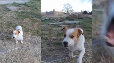 El perrito malvado que se volvió viral en TikTok.