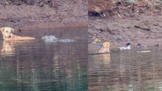 El hecho ocurrió en el río Savitri, un cuerpo de agua de unos 110 kilómetros de largo, ubicado en la ciudad de Mahad, en el estado de Maharashtra. Foto: Journal of Threatened TAXA