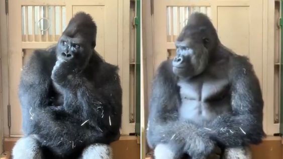 Japón: Kiuomasa, el gorila que causa furor con sus videos reflexionando