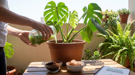 Ni café ni cáscaras de huevo: el abono casero considerado como oro verde para revivir y hacer crecer tus plantas
