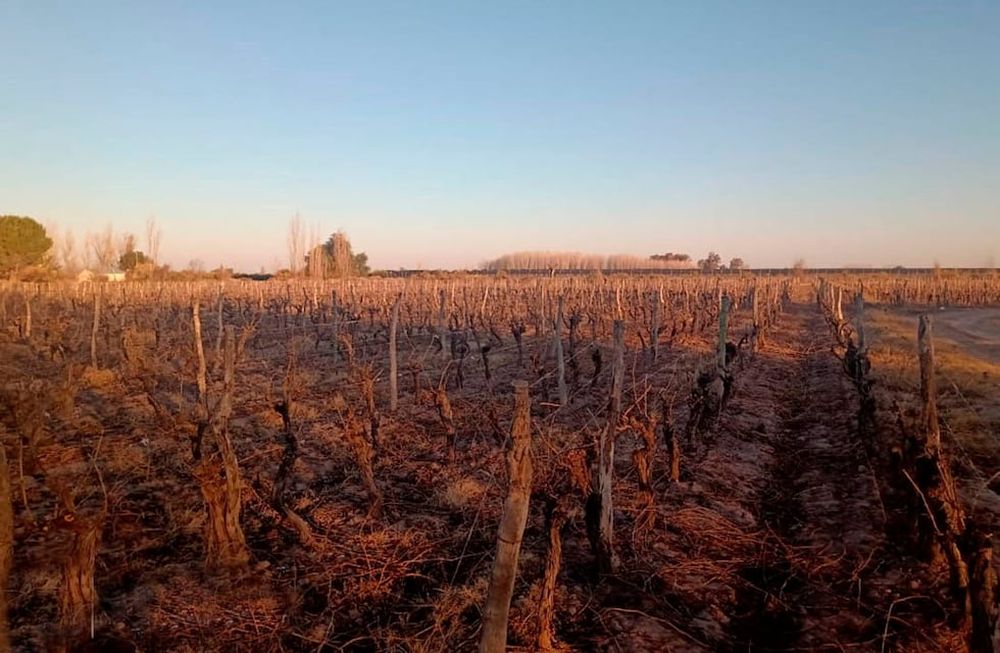 Desde el viñedo familiar, Pellegrini quiere exportar parte de su producción a Rusia y China donde considera que puede existir mercado demandante. / Los Andes