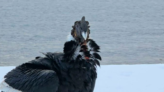 Nueve cóndores fueron vistos en la costa del Nahuel Huapi y lograron volver a volar.