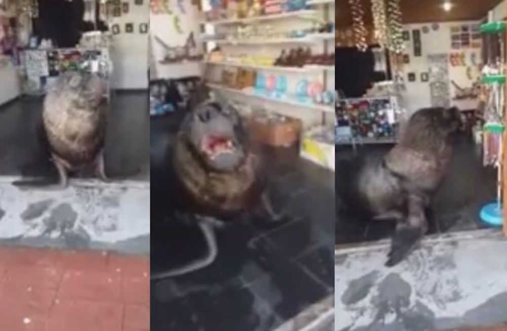 Un lobo marino sorprendió al dueño de un comercio en Mar del Plata.