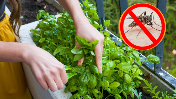 En jardín y jardinería, estas plantas protegen interiores sin químicos molestos