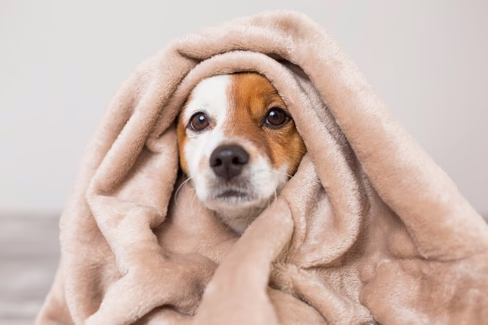 Los especialistas recomiendan adaptar la alimentación en la mascota ante el aumento de necesidades energéticas en bajas temperaturas