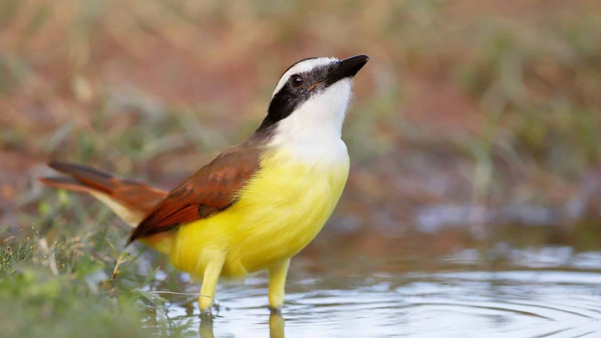 Cuál es el pájaro que anuncia la lluvia y por qué es buena su presencia cerca de casa