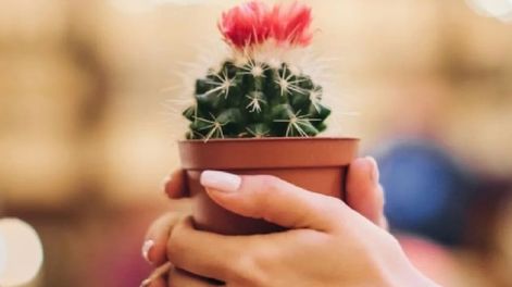 Los Andes | Recibir un cactus de regalo puede tener un mensaje oculto.