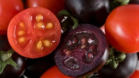 Productos transgénicos: la ingeniería genética mejora el valor nutricional - P. Cavagnaro