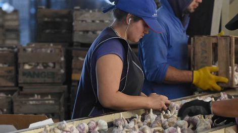 Los Andes | Los sectores del durazno y el ajo, los primeros en reunirse por la ley de “Contratos de Compra y Venta”, no acordaron precios, pero definieron otros planteos para su desarrollo. Cómo continúa el cronograma. / Foto: Gustavo Rogé