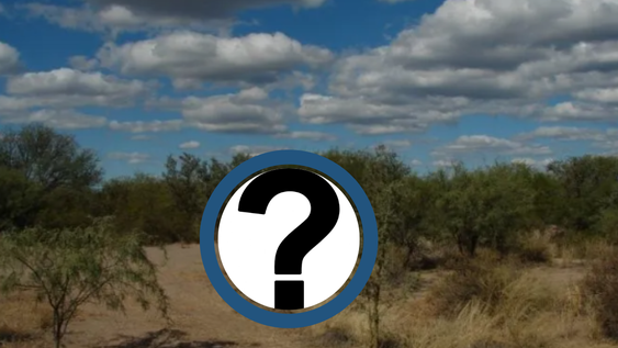 Histórica filmación de un extraño roedor que hacía 40 años no se veía en la zona: cuál es y dónde fue visto. Foto: Los Andes (Imagen ilustrativa)