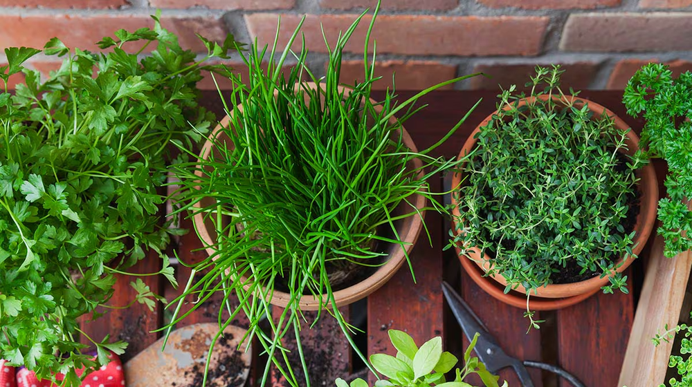 En jard&iacute;n y jardiner&iacute;a, estas plantas protegen entradas del calor e insectos
