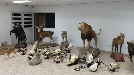 Los Andes | Entre las taxidermias secuestradas en Uspallata hay leones, dos tigres de bengala y otras especies exóticas que no son del continente americano.