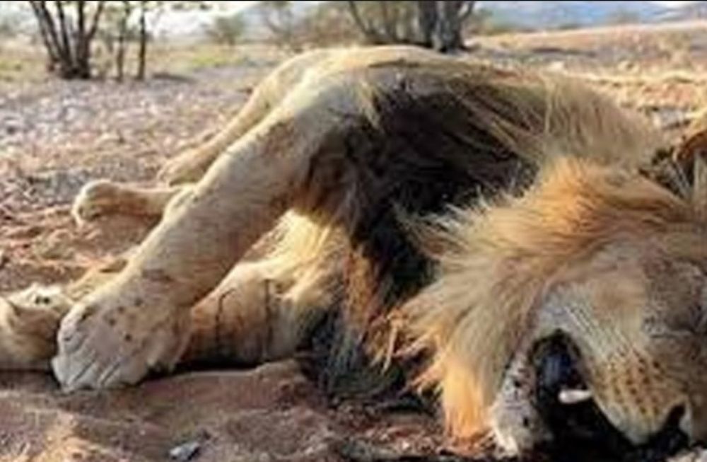 Once leones mueren envenenados en un parque nacional en Africa