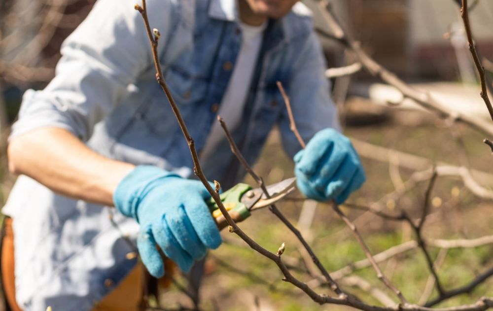 Cortá las ramas de tus plantas y árboles en invierno según la especie.