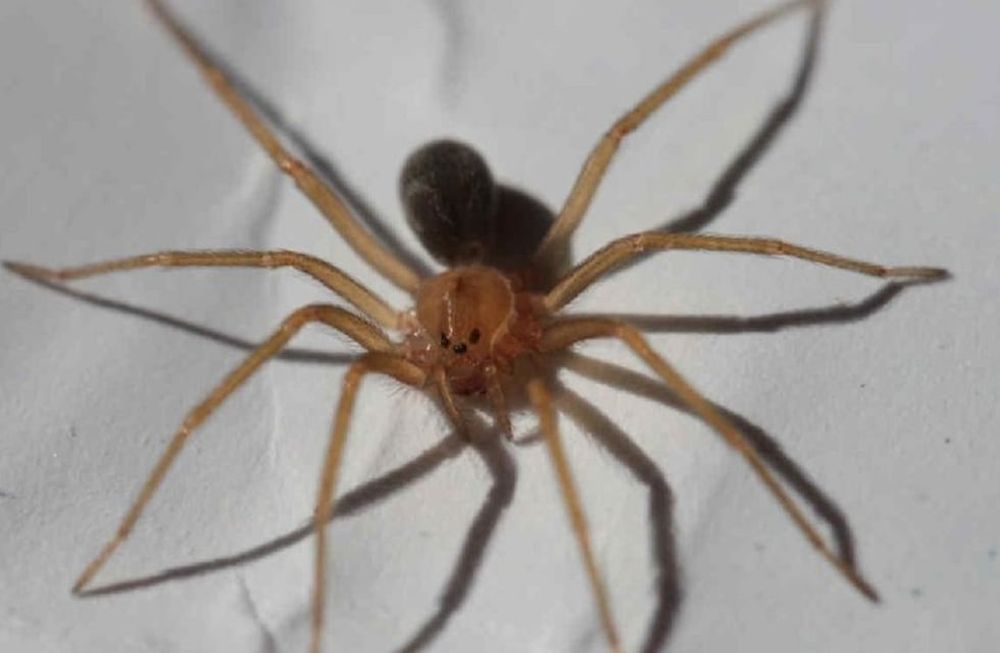Temor por la araña violinista: se cobró la vida de un bebé en México