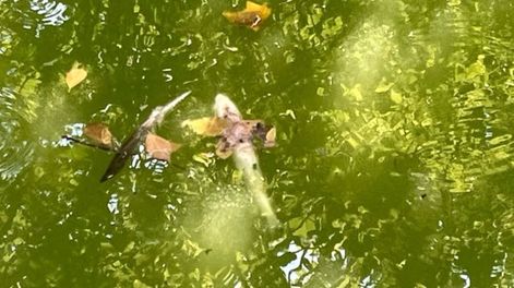 En el Laguito del Parque Independencia de Rosario aparecieron decenas de peces muertos - Foto Rosario Nuestro