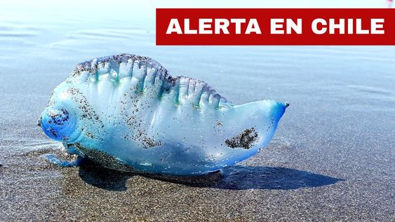 Alerta por presencia de la fragata portuguesa en dos playas de Chile