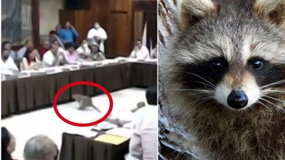 Mapaches irrumpieron sesión del Cabildo de Acapulco. Gentileza: Diario de Yucatán