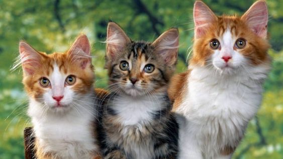 Si querés tener más salud, tené un gato