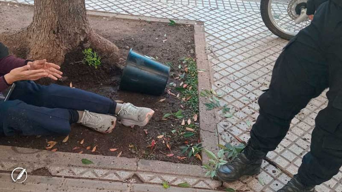 Insólito: le cayó desde un balcón una maceta con una planta de marihuana